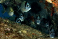  Sarpa Diplodus vulgaris gathering cave  